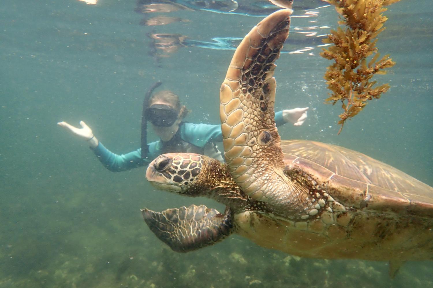 一名<a href='http://1k.dream-kingdom.com'>博彩网址大全</a>学生在Galápagos群岛游学途中与一只巨龟游泳.